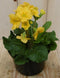 Warentuin natuurlijk - 2 stuks! Vaste plant Sleutelbloem geel