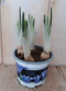 Warentuin natuurlijk - 5 stuks! Iris in klein potje