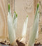 Warentuin natuurlijk - 5 stuks! Iris in klein potje