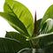 Decoratieve plant Polyethyleen Plastic Vijgen 40 x 40 x 75 cm