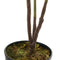 Decoratieve plant Polyethyleen Plastic Vijgen 40 x 40 x 75 cm