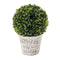Decoratieve plant Polyethyleen Polypropyleen Cement 17 x 17 x 27 cm