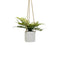Decoratieve plant Polyethyleen Cement 30 x 30 x 24 cm