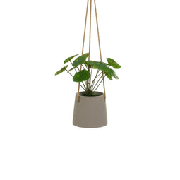 Decoratieve plant Polyethyleen Cement 23 x 19 x 24 cm