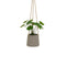 Decoratieve plant Polyethyleen Cement 23 x 19 x 24 cm