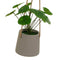 Decoratieve plant Polyethyleen Cement 23 x 19 x 24 cm