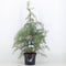 Warentuin natuurlijk - Cedrus deodara 75 cm