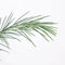 Warentuin natuurlijk - Cedrus deodara 75 cm