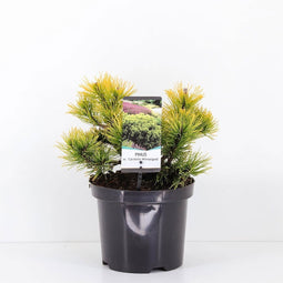 Warentuin natuurlijk - Pinus mugo carstens wintergold 20-25 cm