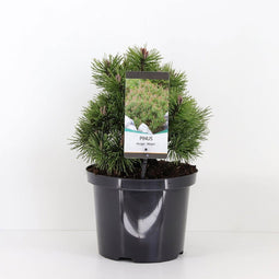 Warentuin natuurlijk - Pinus mugo mops 25-30 cm