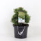 Warentuin natuurlijk - Pinus mugo mops 25-30 cm
