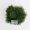 Warentuin natuurlijk - Pinus mugo mops 25-30 cm