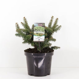Warentuin natuurlijk - Abies balsemea nana 40 cm
