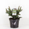 Warentuin natuurlijk - Abies balsemea nana 40 cm