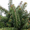 Warentuin natuurlijk - Abies balsemea nana 40 cm