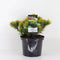 Warentuin natuurlijk - Pinus mugo carstens wintergold 25-30 cm