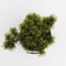 Warentuin natuurlijk - Pinus mugo carstens wintergold 25-30 cm