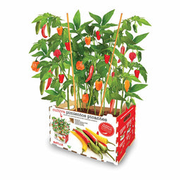 Kweekset Batlle Pepers Pikant 30 x 19,5 x 16,2 cm