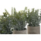 Decoratieve plant Home ESPRIT Polyethyleen Cement 13 x 13 x 24 cm (3 Stuks)