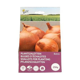 Buzzy - Plantsjalotten Biztro 250 gram