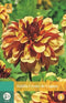 Jub - Dahlia Creme De Cognac