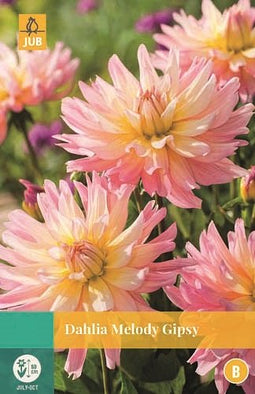 Jub - Dahlia Melody Gipsy