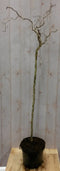 Warentuin natuurlijk - Kronkelhazelaar Corylus op 80 cm stam