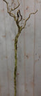 Warentuin natuurlijk - Kronkelhazelaar Corylus op 80 cm stam