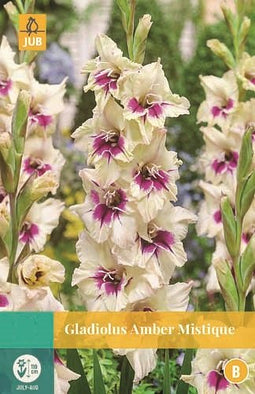 Jub - Gladiolus Amber Mistique