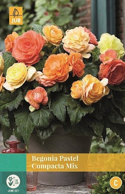 Jub - Begonia Pastel Compacta Mix