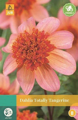 Jub - Dahlia Totally Tangerine