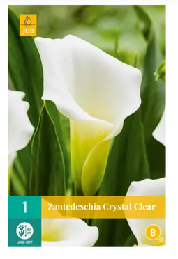 Jub - Zantedeschia crystal clear bol/knol 1 stuks