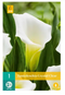 Jub - Zantedeschia crystal clear bol/knol 1 stuks
