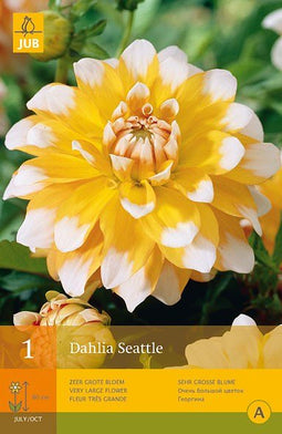 2 stuks - Jub - 1 Dahlia Seattle