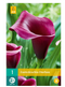 Jub - Zantedeschia durban bol/knol 1 stuks