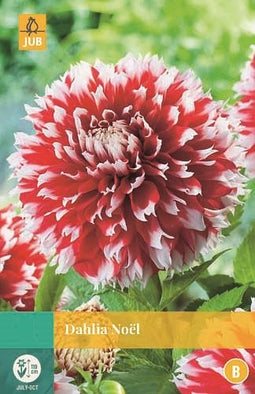 Jub - Dahlia Noel