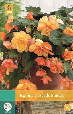 Jub - Begonia Cascade Sunray