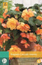 Jub - Begonia Cascade Sunray