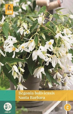 Jub - Begonia Boliviensis Santa Barbara