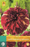 Jub - Dahlia Bohemian Spartacus