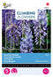 3 stuks - Buzzy - Flowering climbers wisteria blauw