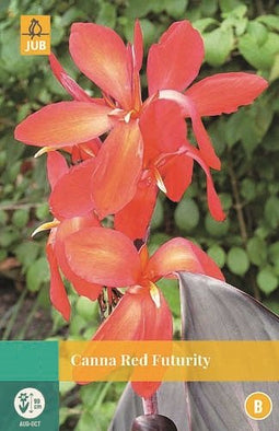 Jub - Canna Red Futurity