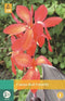 Jub - Canna Red Futurity