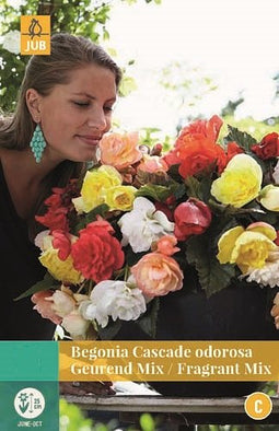 Jub - Begonias Cascade Odorosa Fragrant Mix