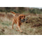 Knuffel voor honden Hunter Grijs 100 % Gerecycled Beer