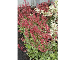 Griffioen - Heuchera 'Paris'