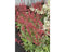 Griffioen - Heuchera 'Paris'