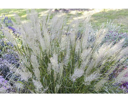 Griffioen - Calamagrostis arundinacea