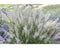 Griffioen - Calamagrostis arundinacea