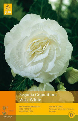 2 stuks - Jub - 3 Begonias Grandiflora Wit